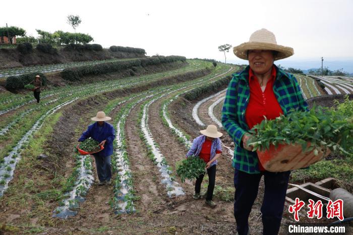 村民趁著天晴在田地里采摘蔬菜 王光華 攝